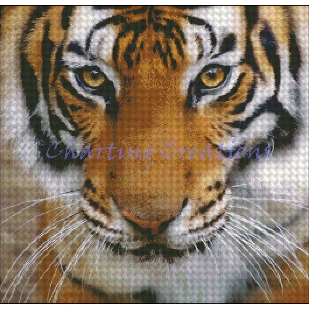 Small Tiger Stare